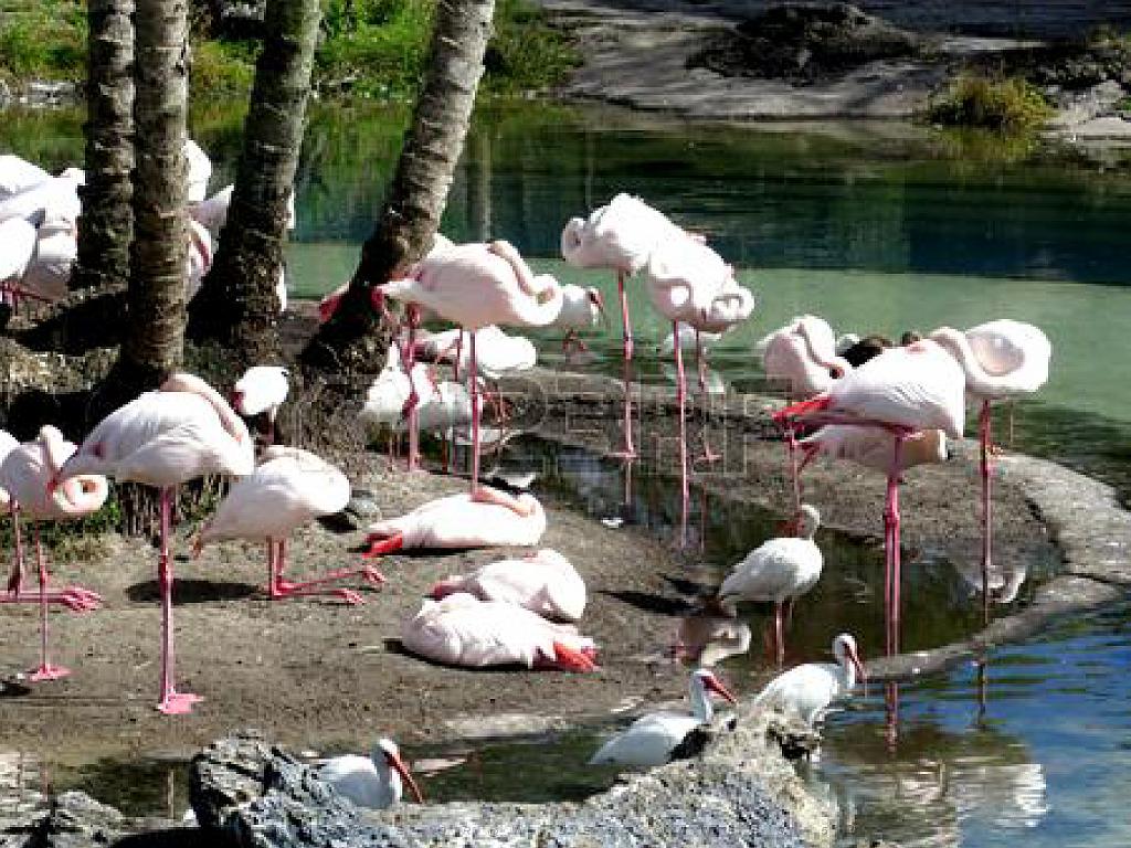 101PARC AUX OISEAUX DANS L AIN 2016 1_000016.jpg